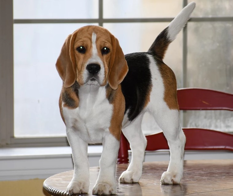 Beagle Puppies for Sale in Dallas